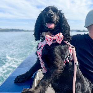 Bow Tie - Chilli Dog