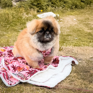 Disney© Dog Blanket - Sunset Safari