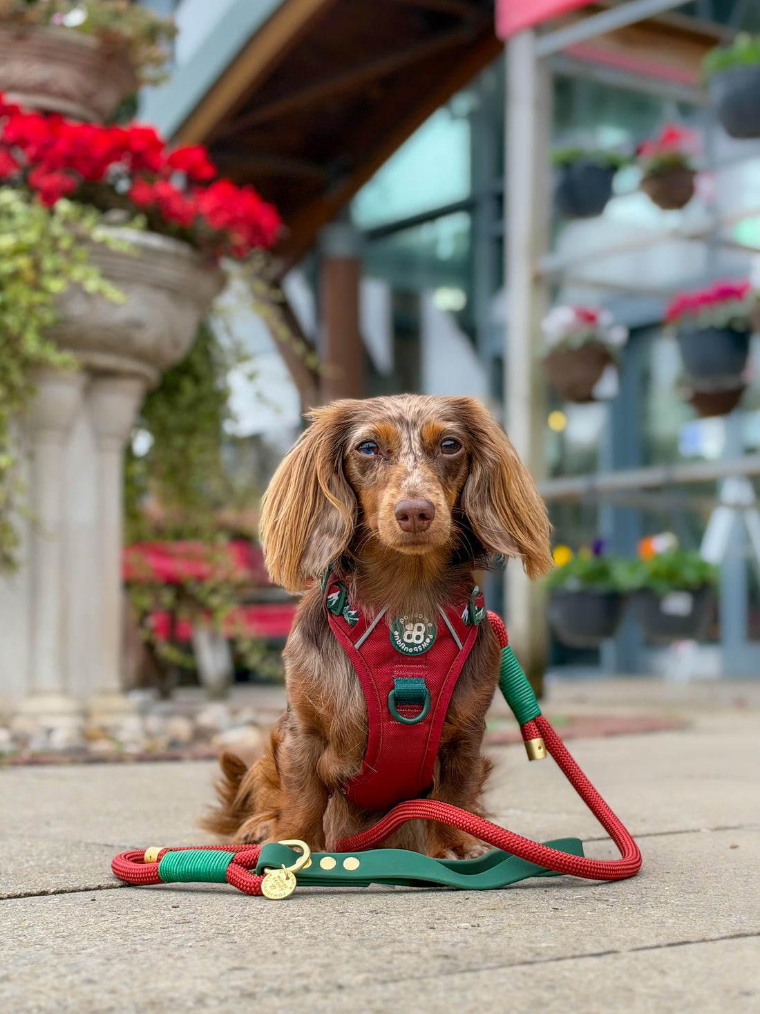 4ft Rope Lead - Red + Green