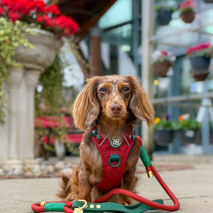 4ft Rope Lead - Red + Green