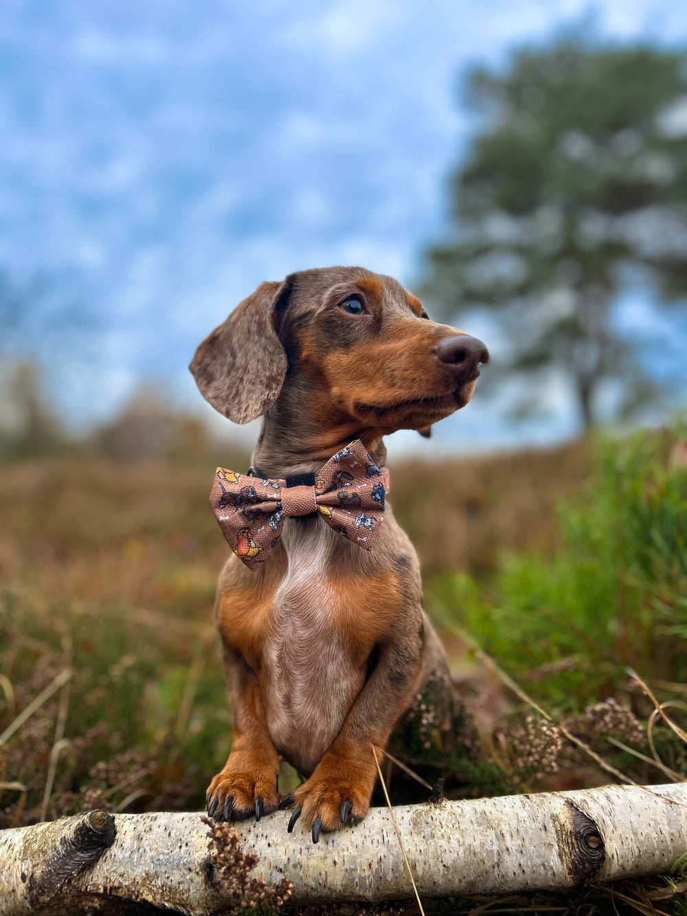 Disney© Bow Tie - Disney Dogs