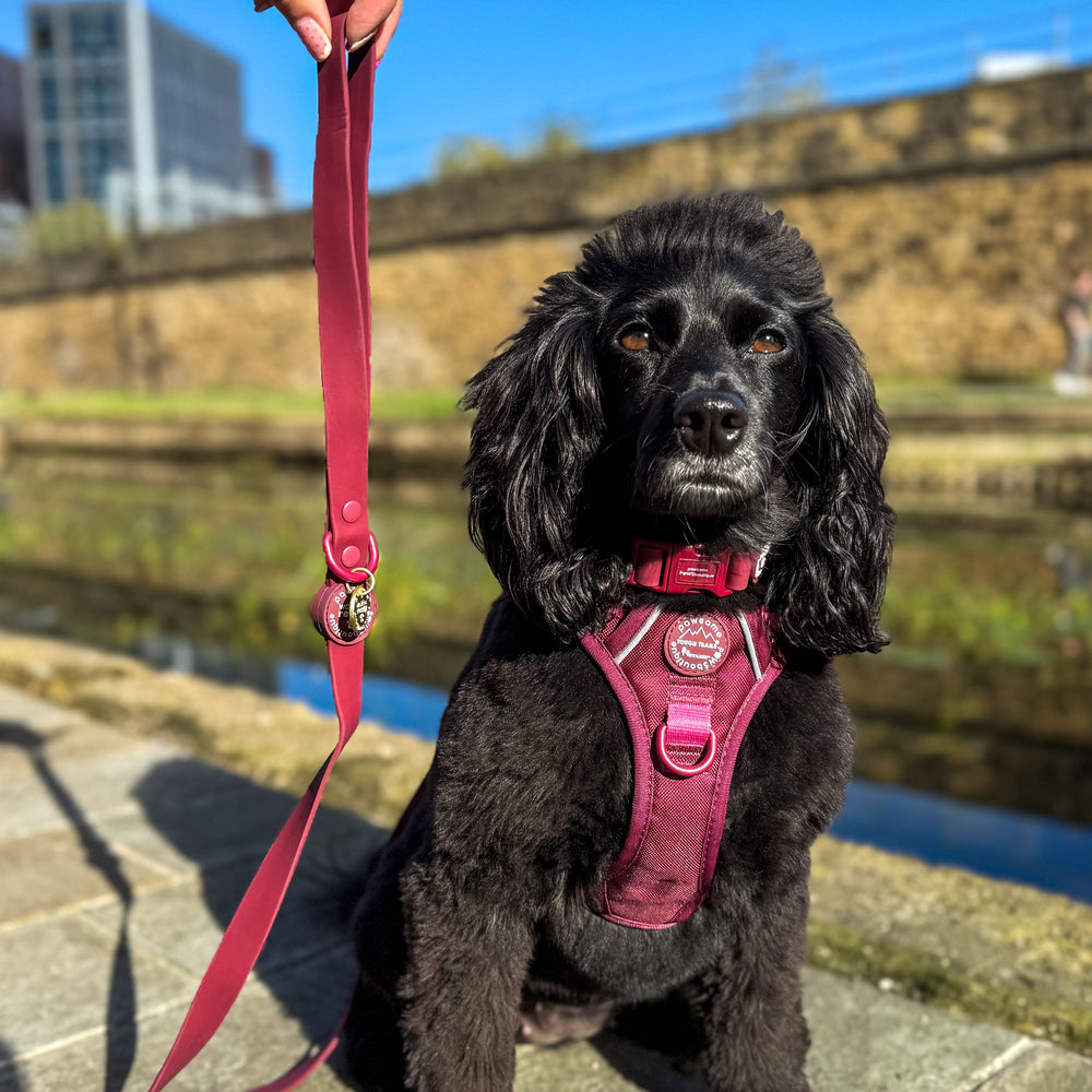 4ft Waterproof Lead - Walkies Ready® Mulberry