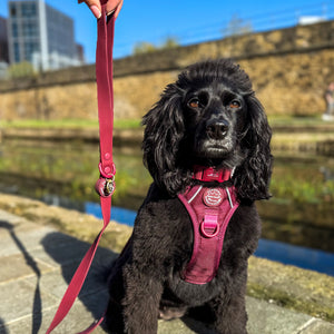 4ft Waterproof Lead - Walkies Ready® Mulberry
