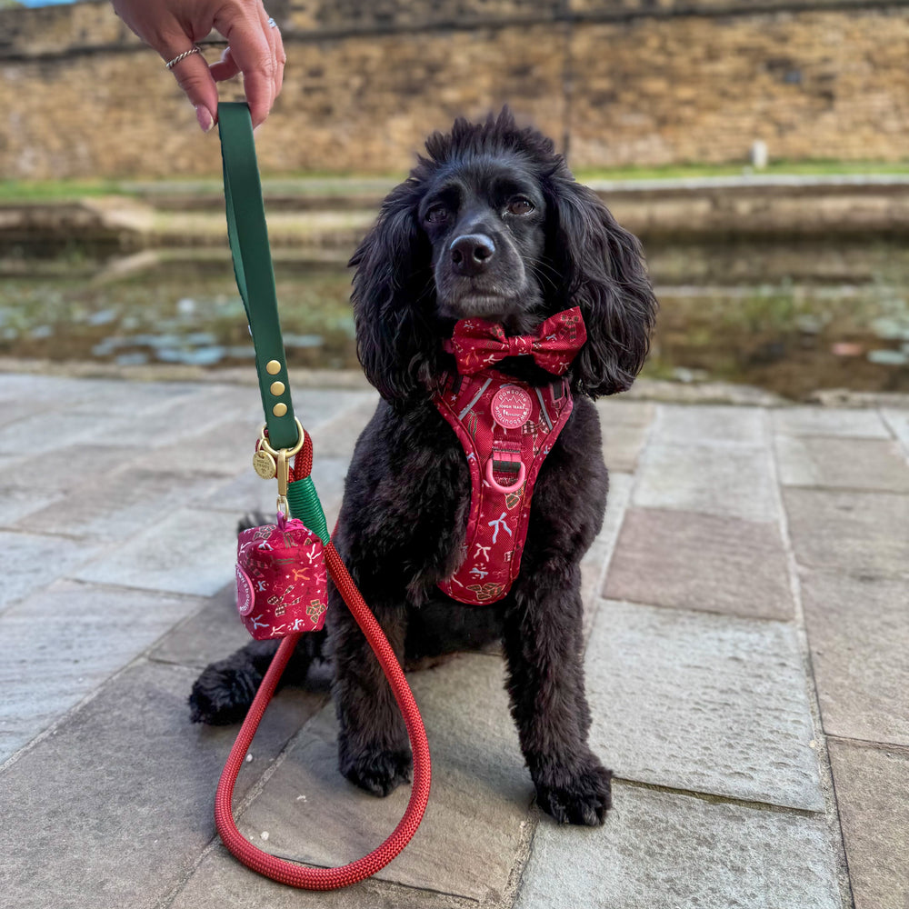 4ft Rope Lead - Red + Green