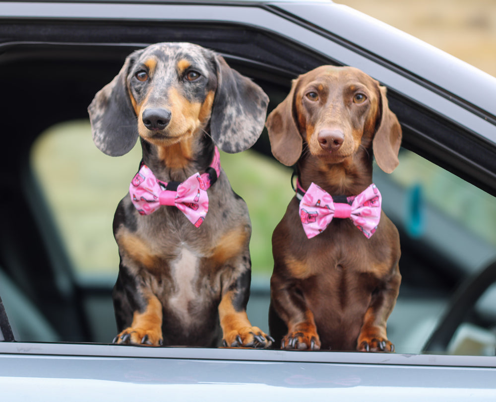 Bow Tie - Mean Girls