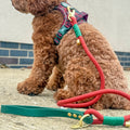 4ft Rope Lead - Red + Green