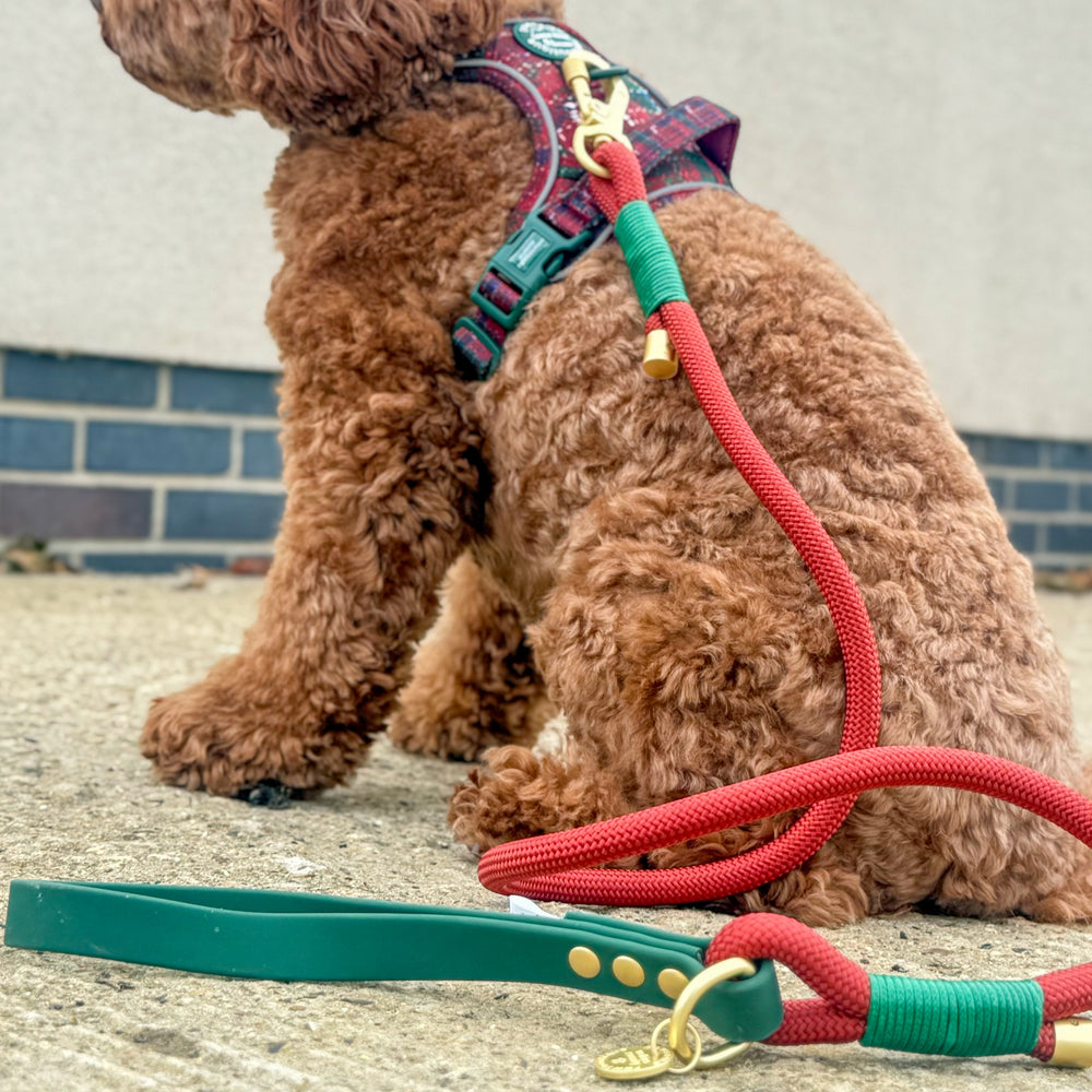 4ft Rope Lead - Red + Green
