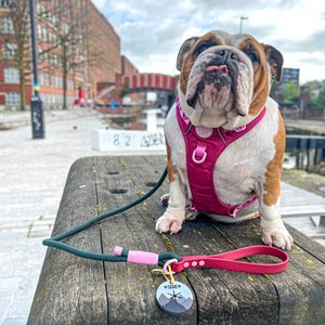 Pawsome Poop Pocket - Walkies Ready®- Charcoal