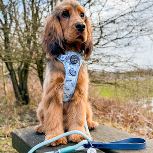 Disney© 4ft Rope Lead - Eeyore - Baby Blue and Navy