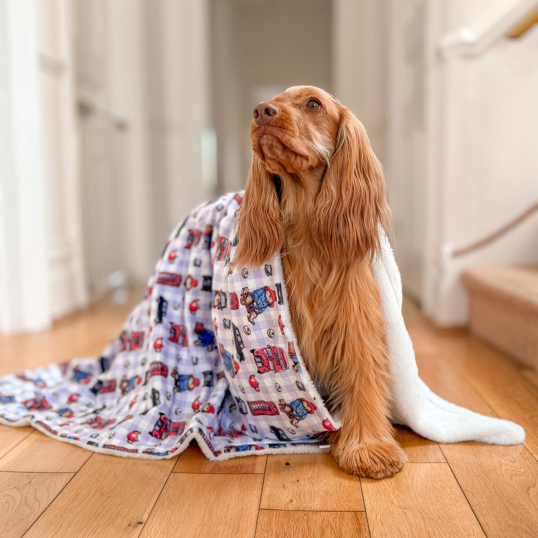 Paddington™ Dog Blanket - London
