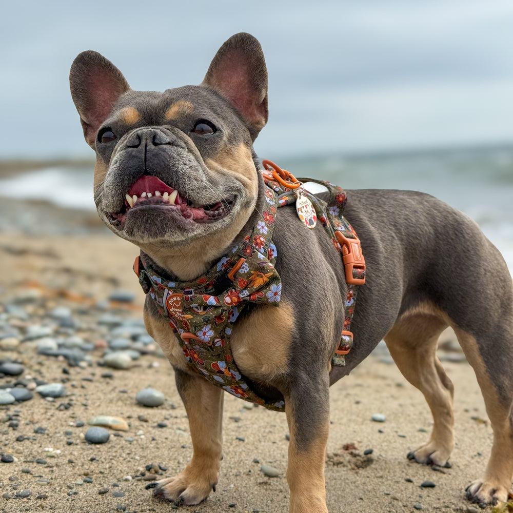 Bow Tie - Rust & Bloom