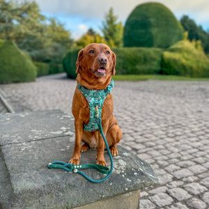 Disney© 4ft Rope Lead - Jungle Book