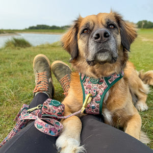 Poo Bag Holder - Adventure Awaits