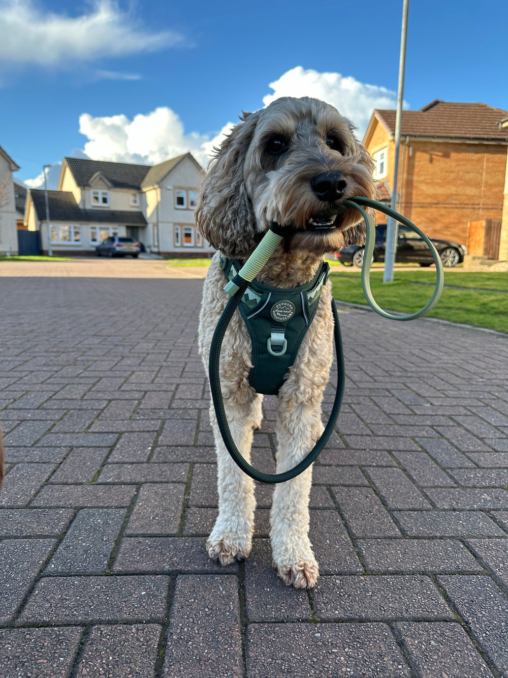 4ft Rope Lead - Walkies Ready® Forest Green