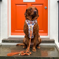 4ft Rope Lead - Rust