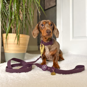4ft Waterproof Lead - Walkies Ready® Plum