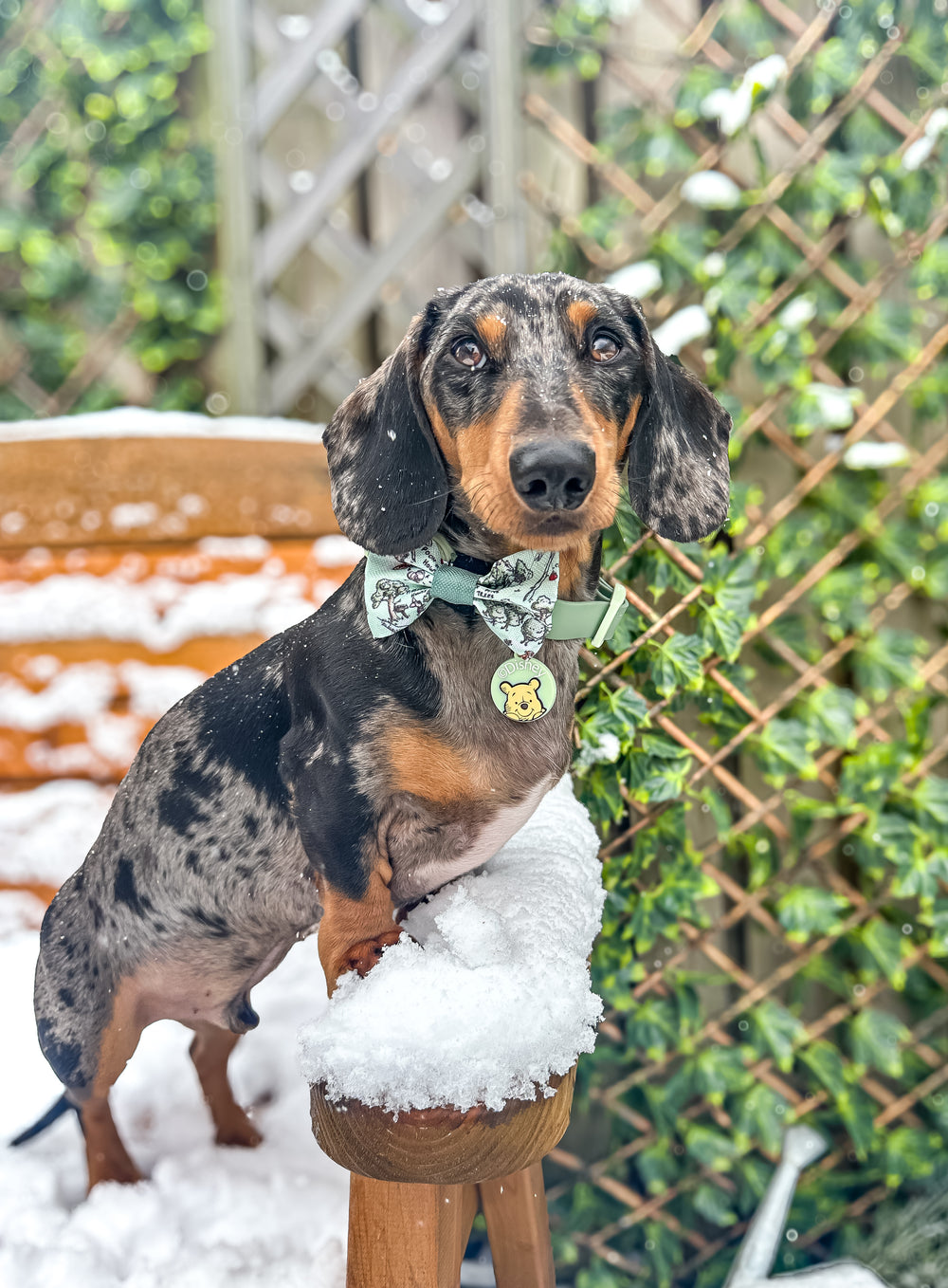 Disney© Bow Tie - 100 Aker Wood