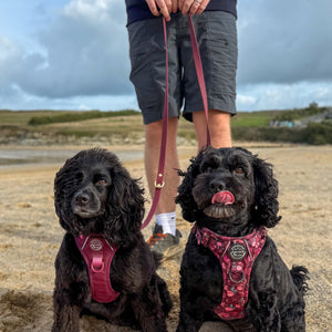 Double Ended Lead - Walkies Ready® Mulberry