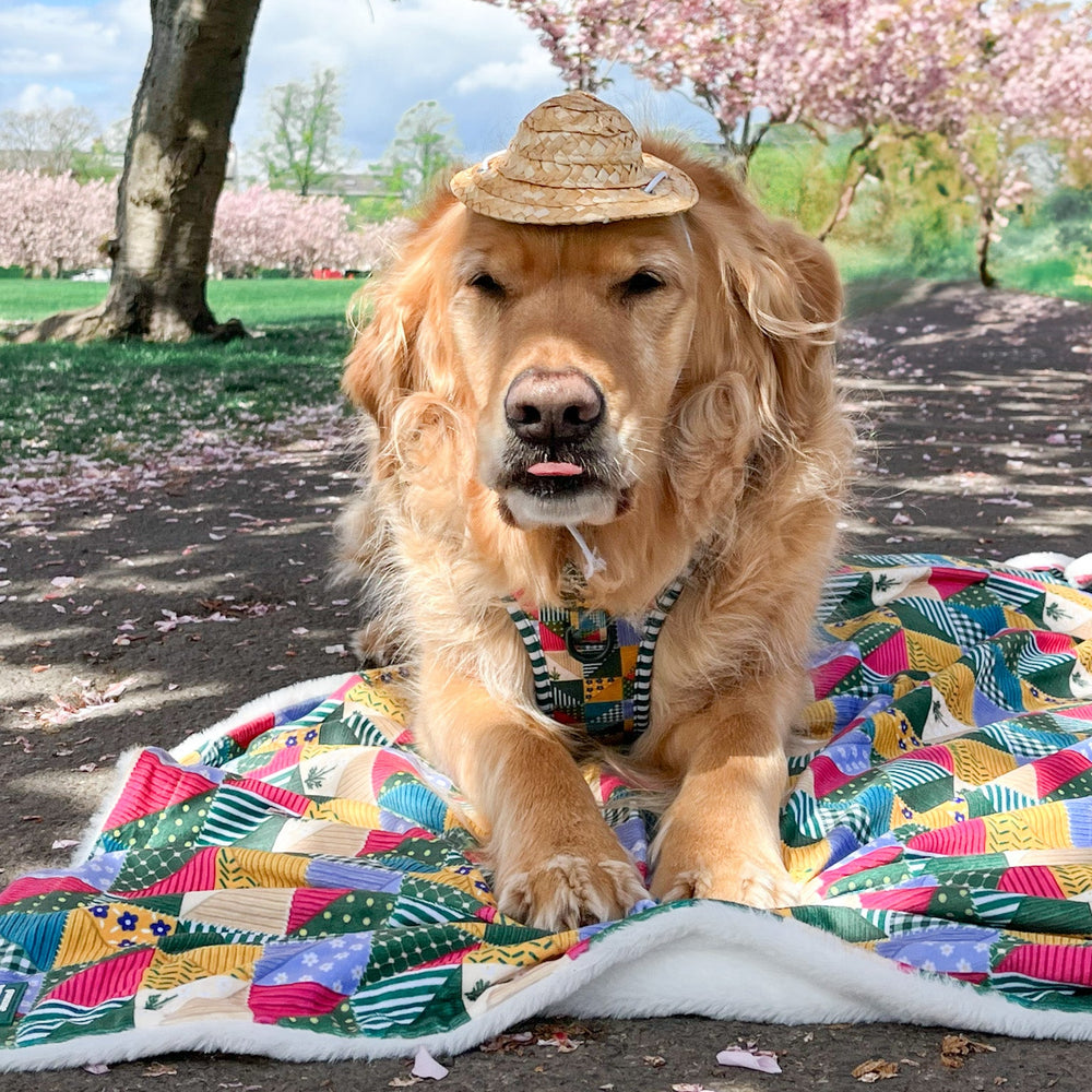 Dog Blanket - Patchwork