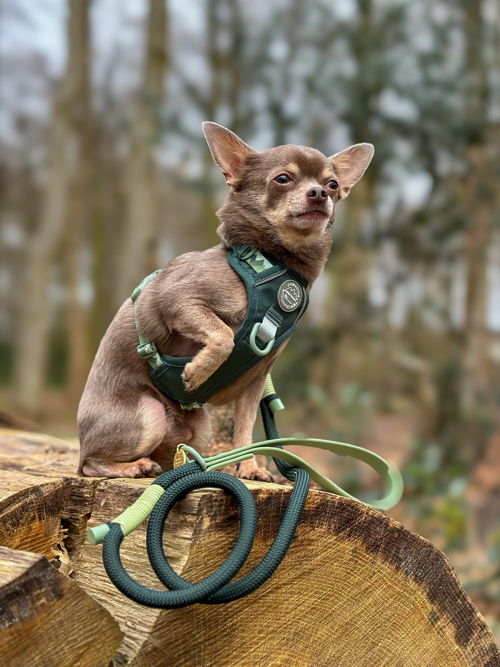 4ft Rope Lead - Walkies Ready® Forest Green