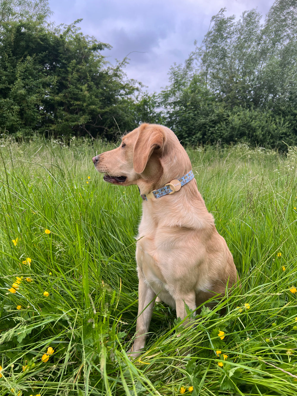 Disney© Collar - Lion Friends