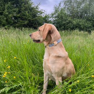 Disney© Collar - Lion Friends