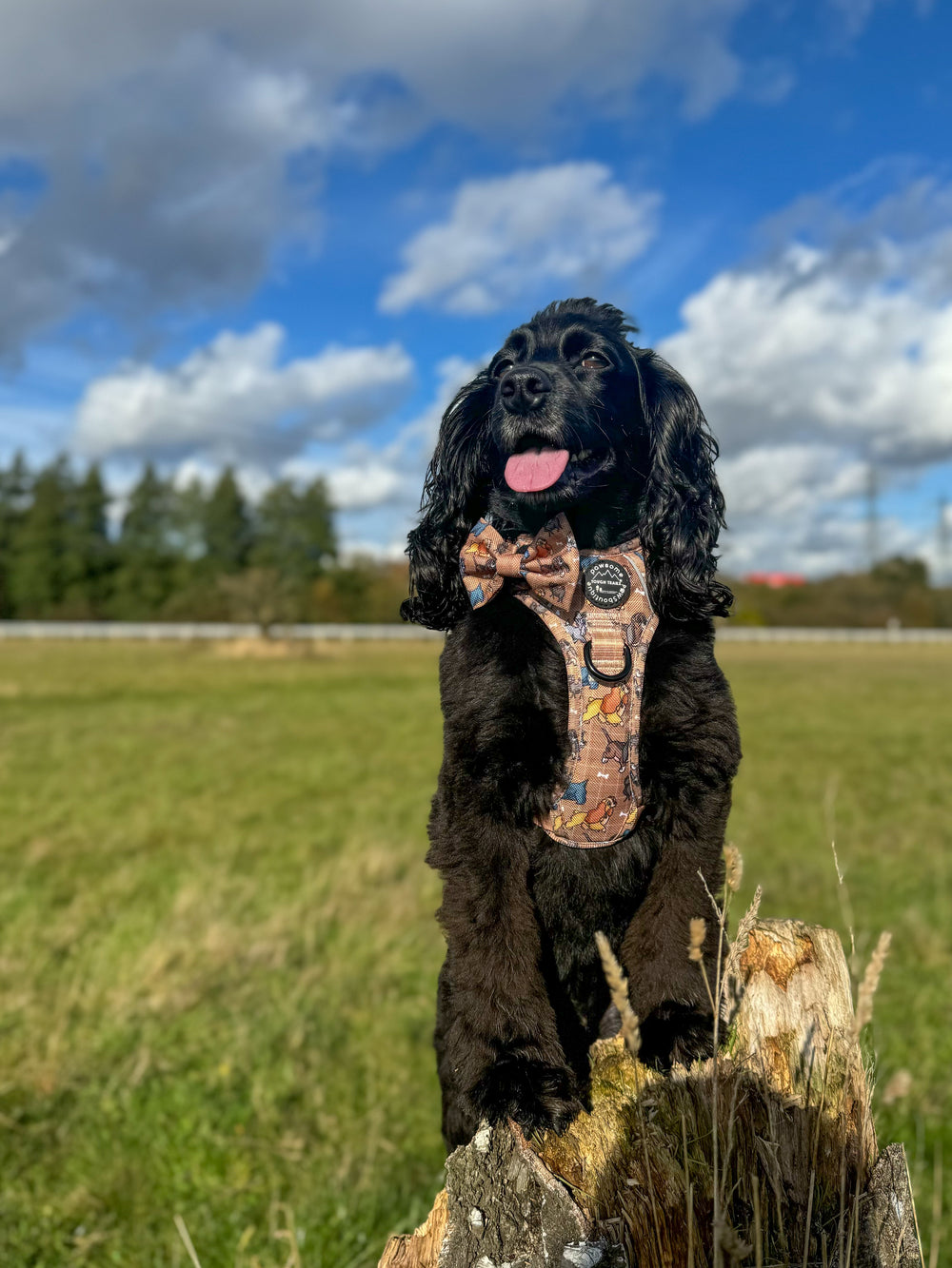 Disney© Bow Tie - Disney Dogs