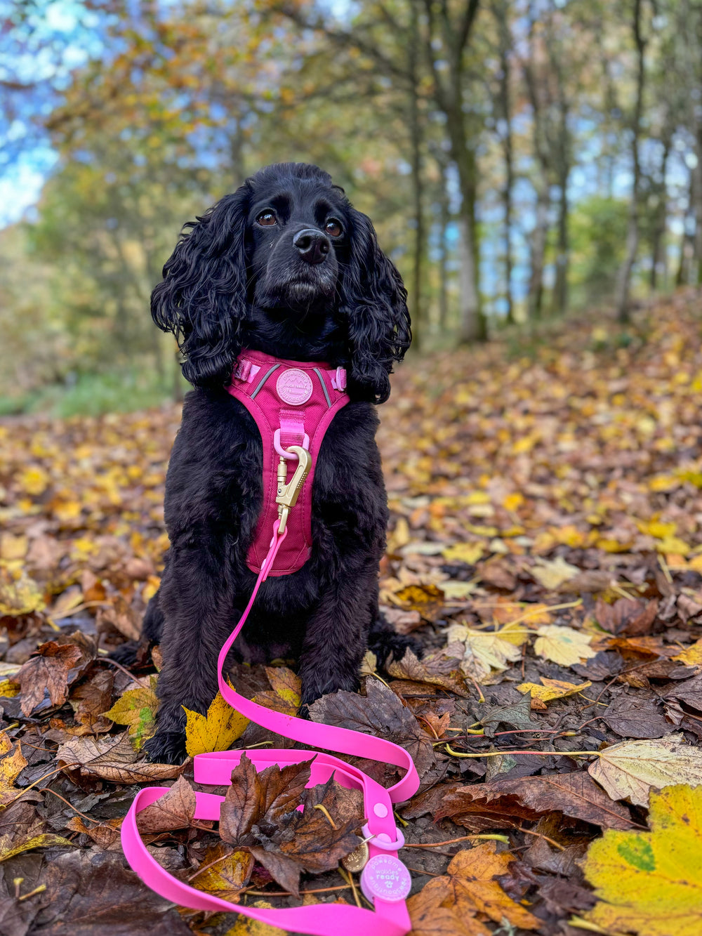 4ft Waterproof Lead - Walkies Ready® Raspberry Pink
