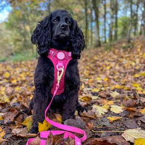 4ft Waterproof Lead - Walkies Ready® Raspberry Pink