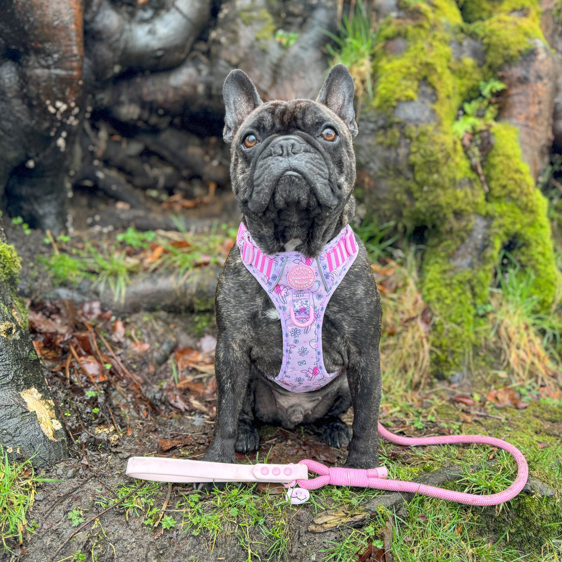 Disney© 4ft Rope Lead - Piglet - Pink