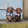 Disney© Bow Tie - Eeyore