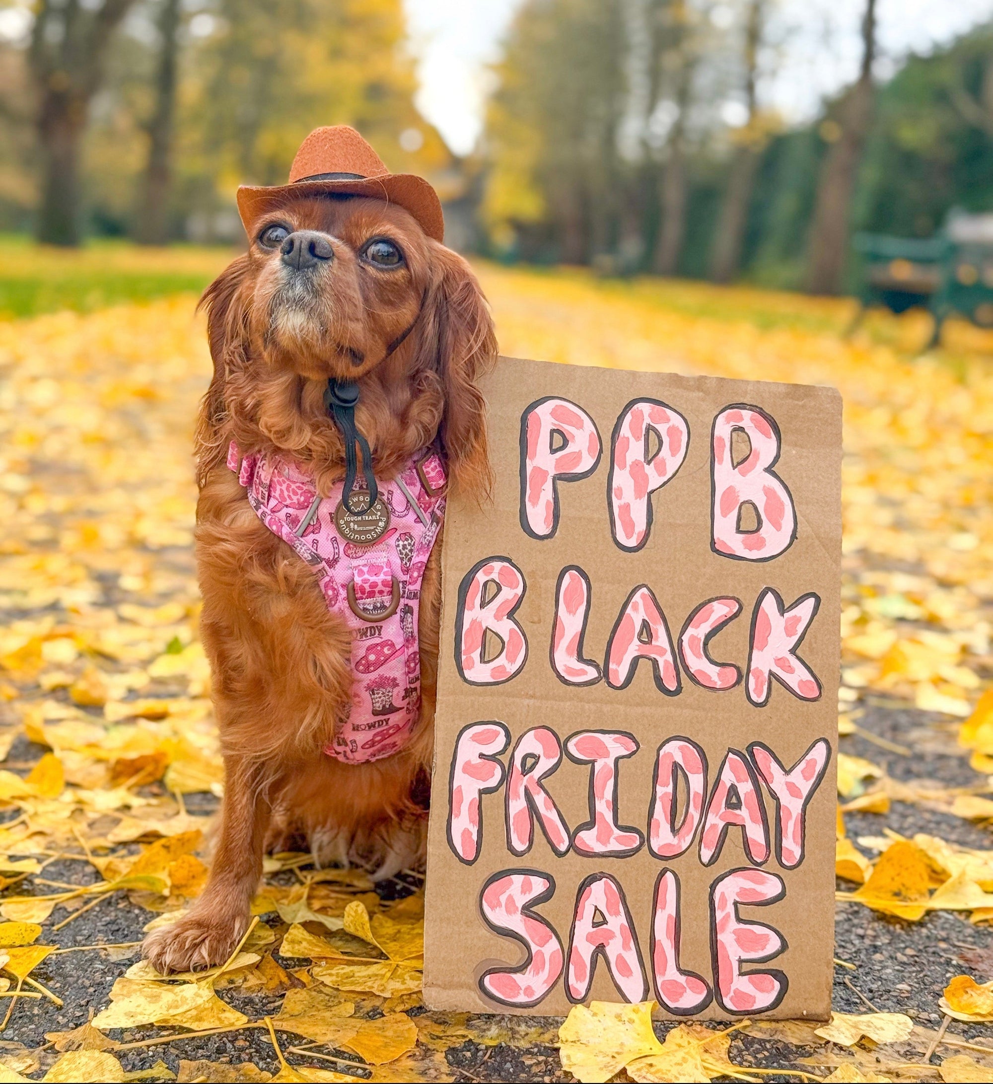Black Friday Sale-image