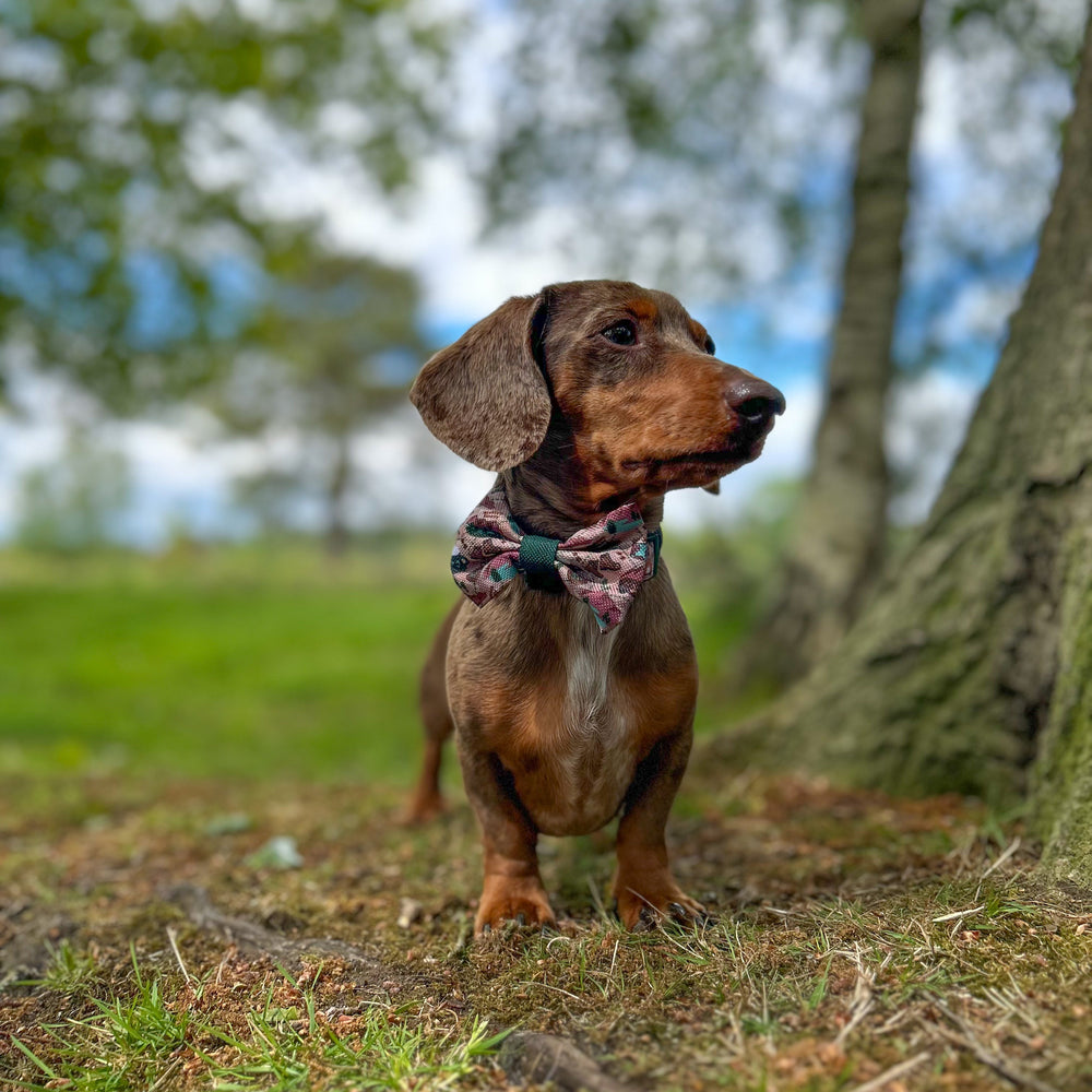 Bow Tie - Adventure Awaits