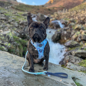 Disney© 4ft Rope Lead - Eeyore - Baby Blue and Navy