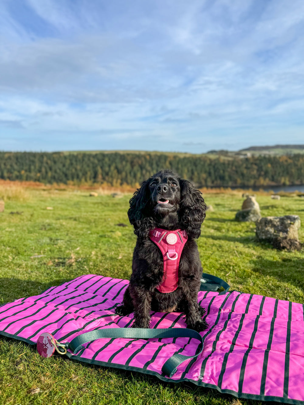 Travel Mat - Walkies Ready®