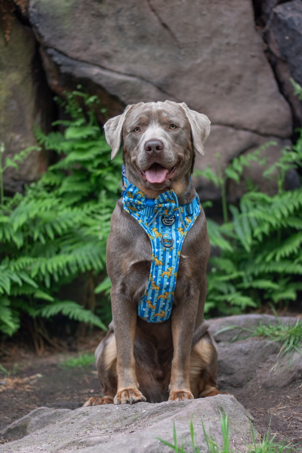 Disney© Tough Trails™ Harness - Simba