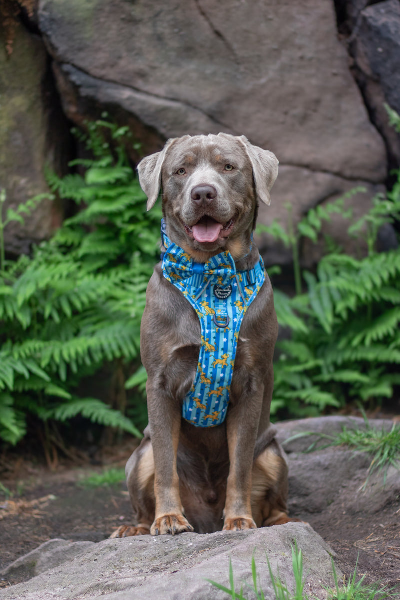 Disney© Tough Trails™ Harness - Simba – Pawsome Paws Boutique