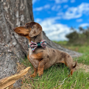 Bow Tie - Adventure Awaits