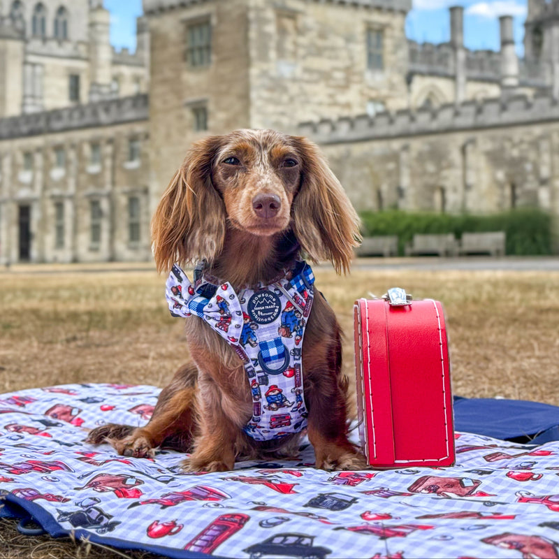 PADDINGTON HAS ARRIVED-image