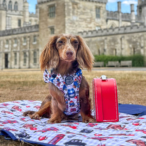 Paddington™ Bow Tie - London