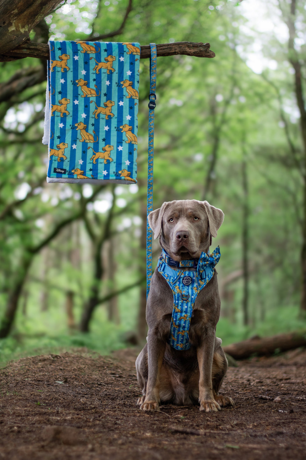 Disney© Dog Blanket - Simba