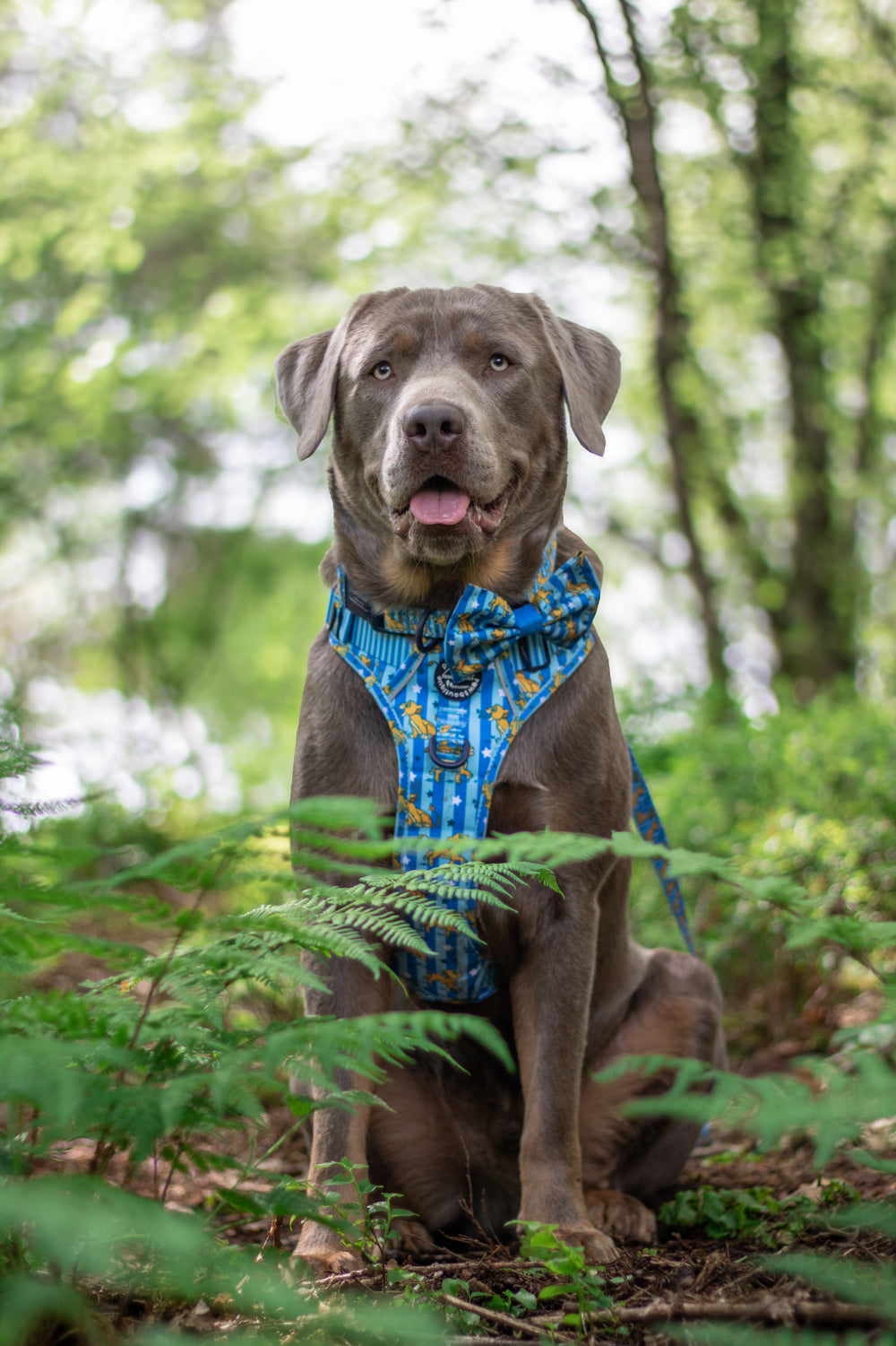 Disney© Bow Tie - Simba