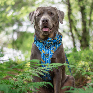 Disney© Bow Tie - Simba