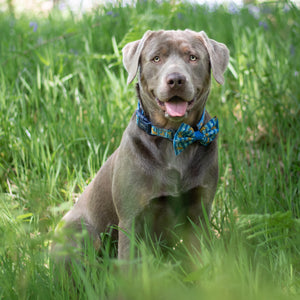 Disney© Collar - Simba