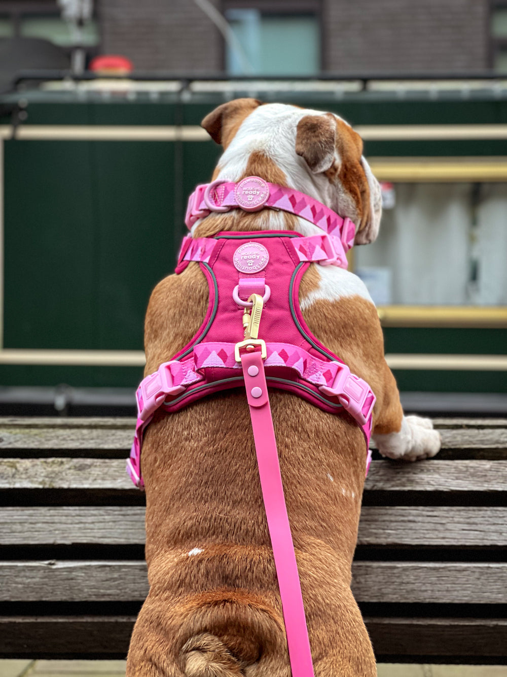4ft Waterproof Lead - Walkies Ready® Raspberry Pink