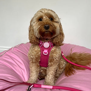 4ft Rope Lead - Walkies Ready® Raspberry Pink