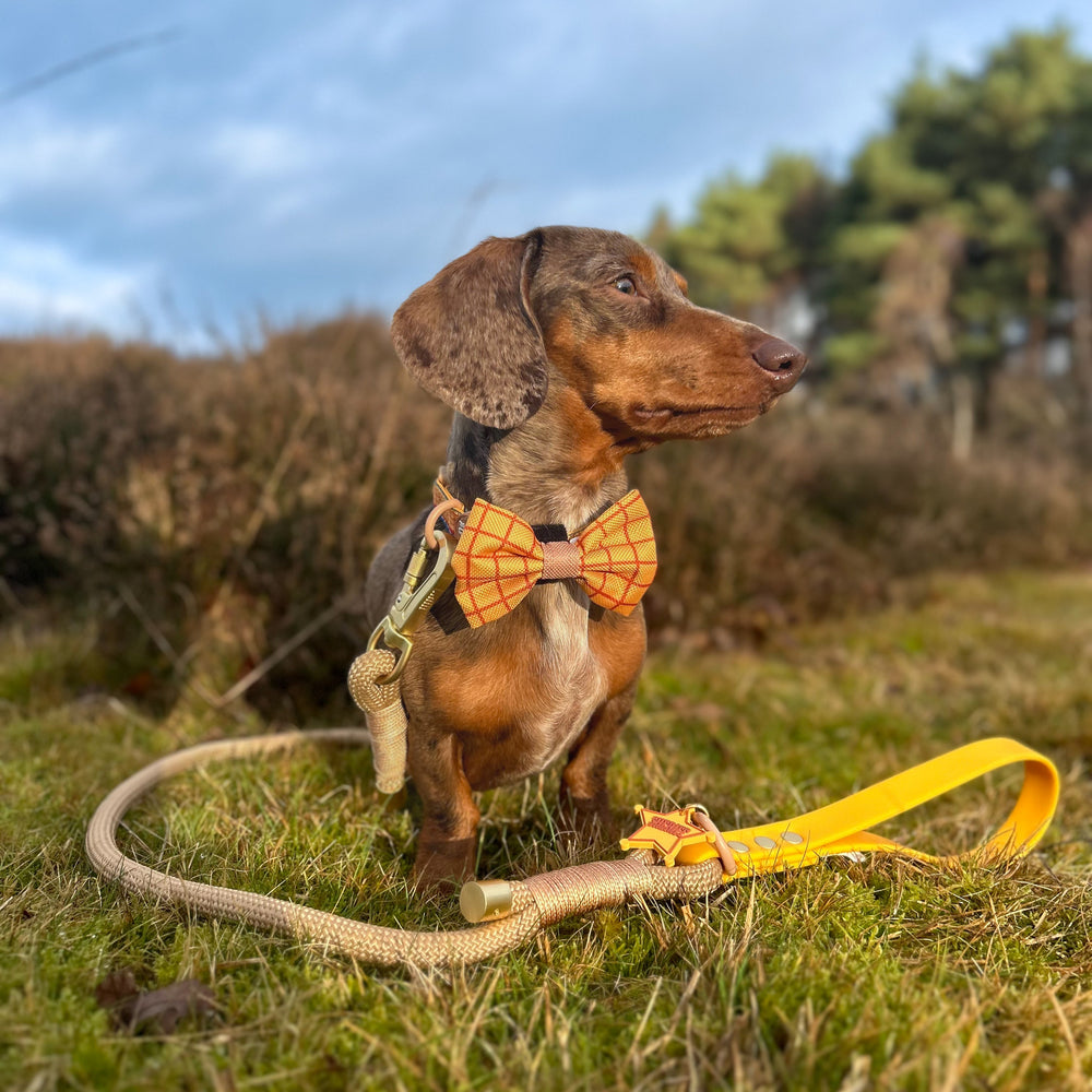 Disney© 4ft Rope Lead - Woody