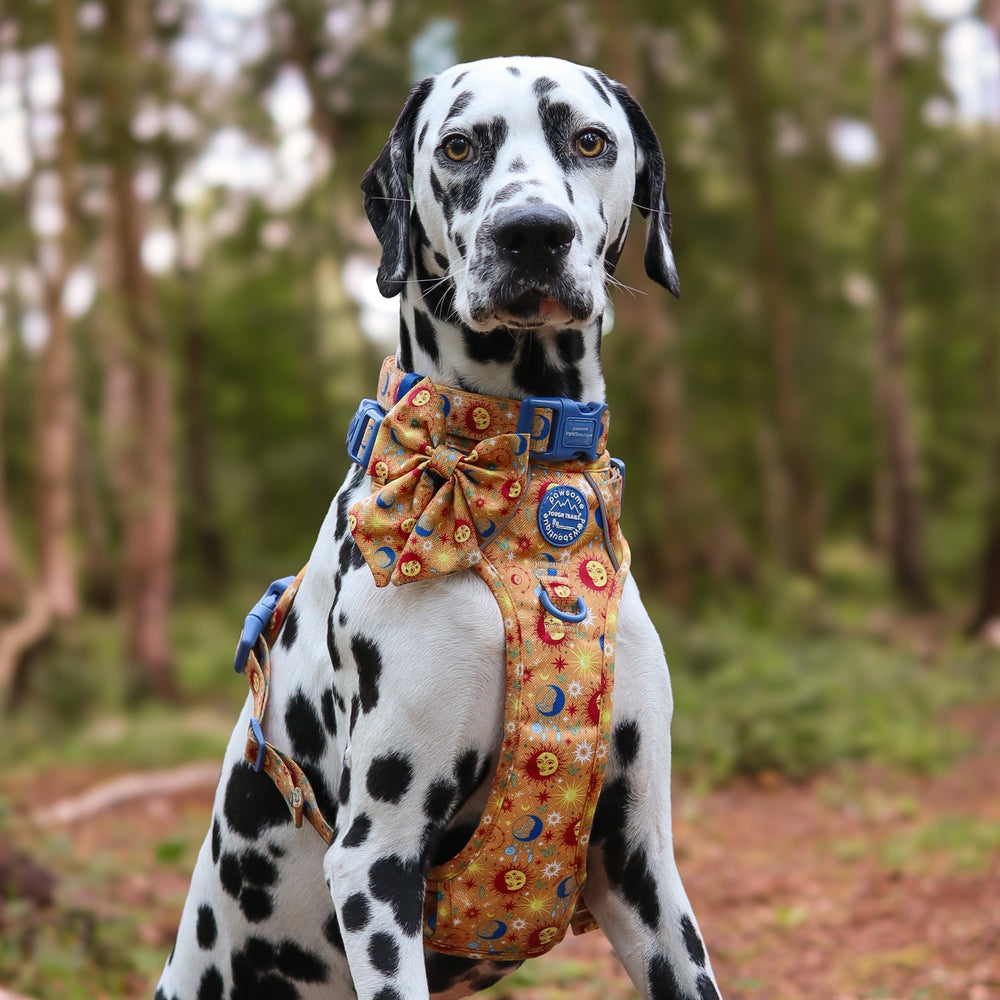 Sailor Bow - Celestial Spirit