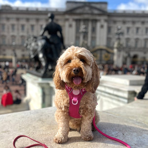 4ft Rope Lead - Walkies Ready® Raspberry Pink