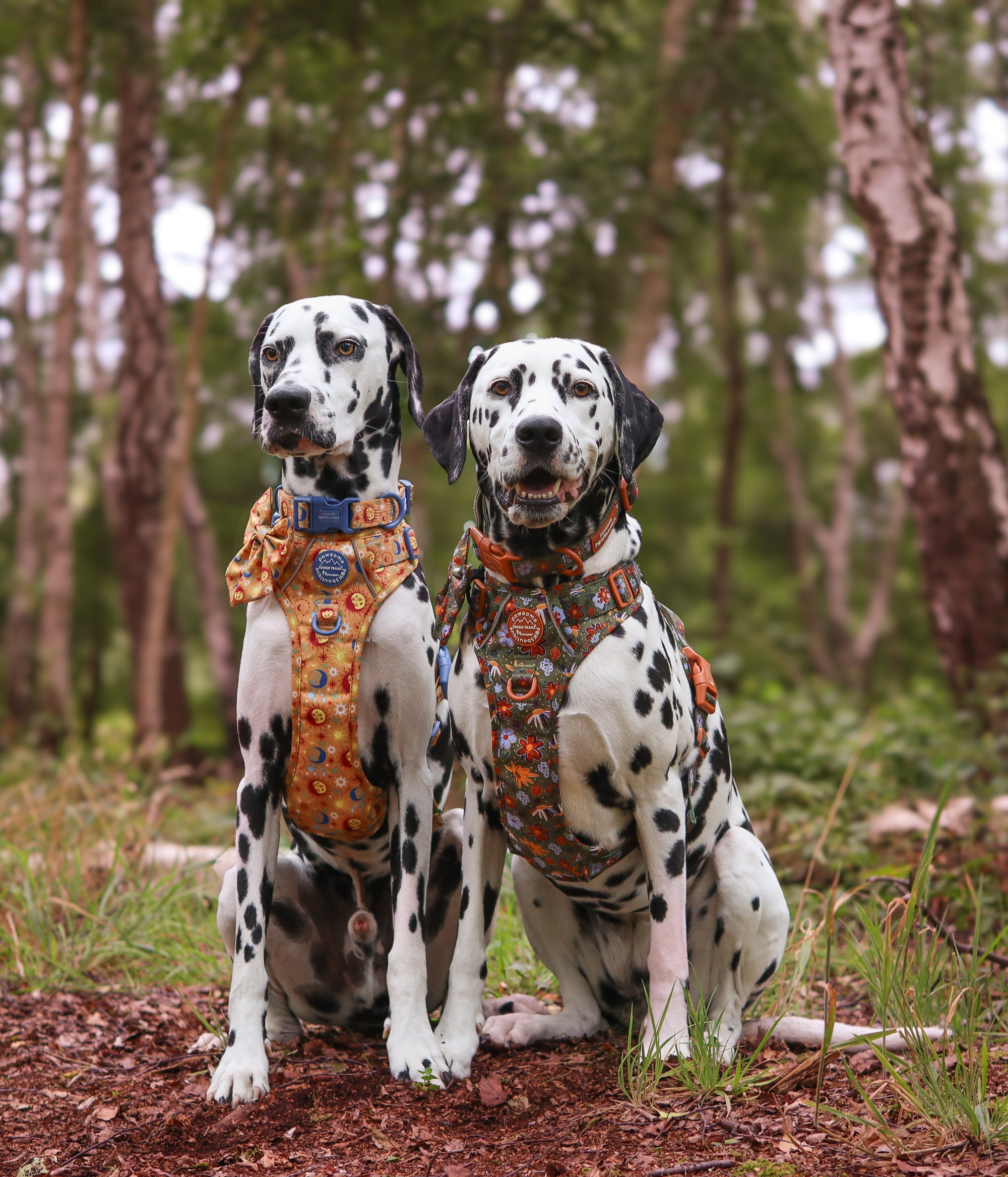AUTUMN LAUNCH-image